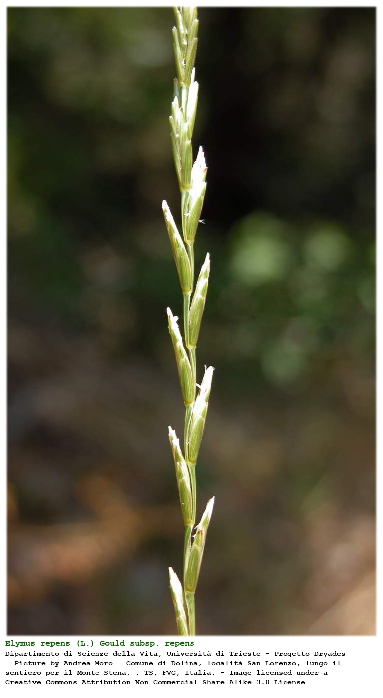 Elymus repens (L.) Gould subsp. repens